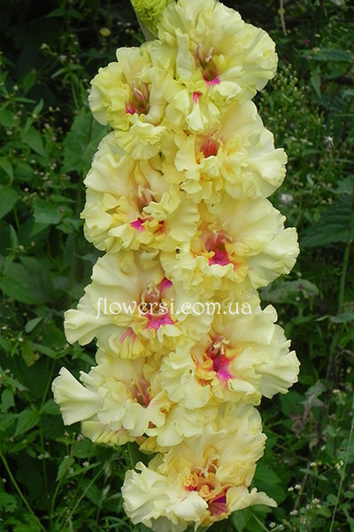 Гладіолус Госпожа Удача 