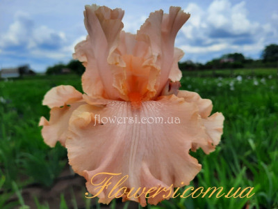 Ірис № 56 (Сіянець Г.Витiвськой)