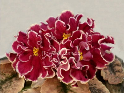 Фиалка ЕК-Эндорфин