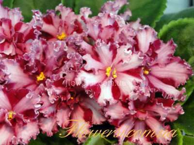 Фиалка Мальтийский Орден (Л.Мещерякова) химера