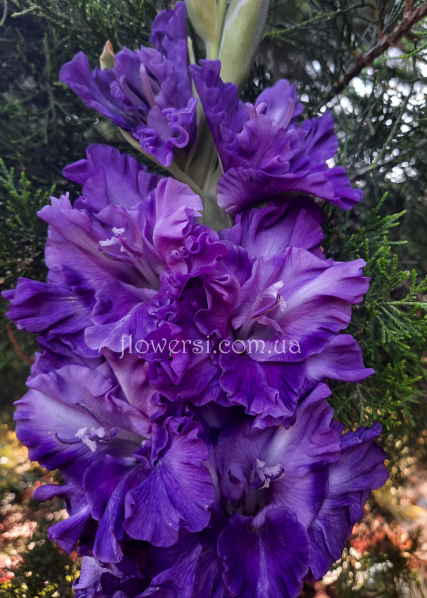 Гладiолус Блю Бєрд (Blue Bird) 