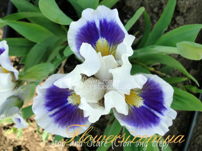 Ирис Стоп энд стер (Stop and Stare)