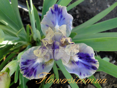 Ирис Леопард Принт (Leopard Print)