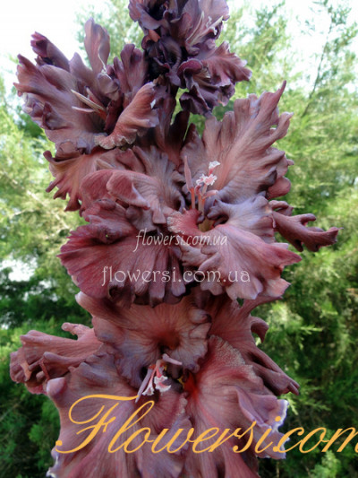 Гладiолус Мефістофель