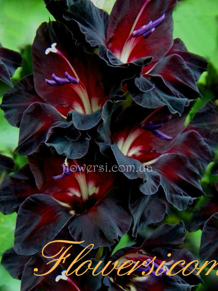 Гладiолус Ебоні б'юті 