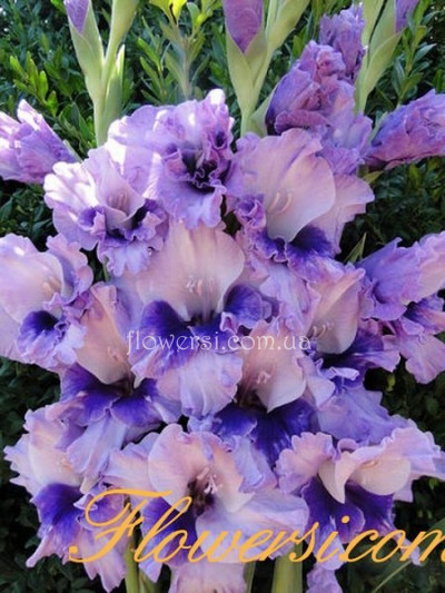 Гладiолус  Памінклас партизанам( Paminklas partizanams)