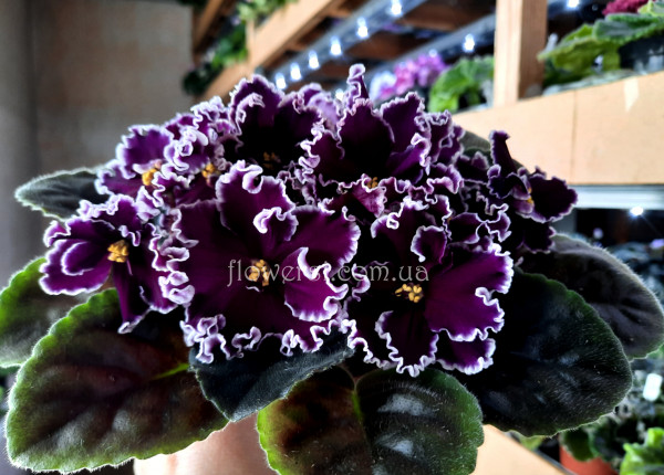 Фиалка ЛЕ-Нуар