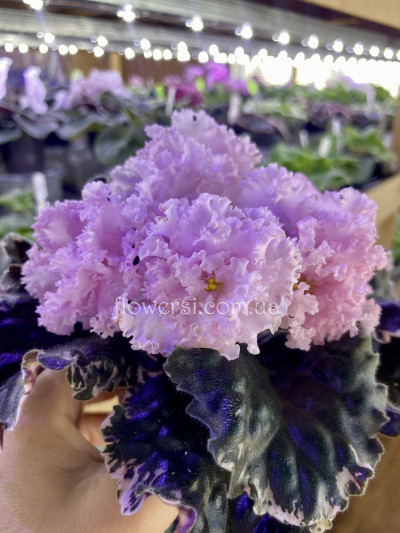 Фиалка АВ-Роскошная Жизнь