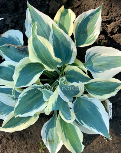 Купить Хоста Firn Line (Фирн Лайн) 