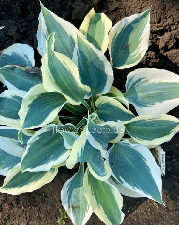 Купить Хоста Firn Line (Фирн Лайн) 