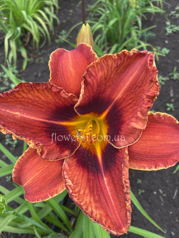 Сеянец  №9 (Сіянець Г.Витiвськой)