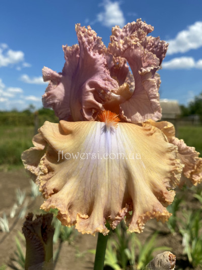 Ірис № 60 (Сіянець Г.Витiвськой)