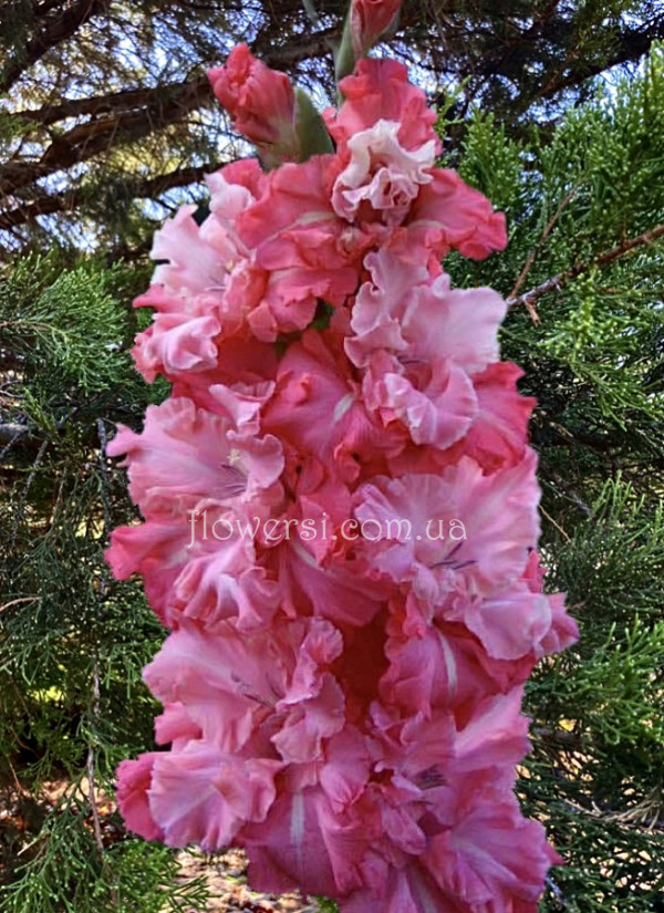 Гладіолус Мирабэль 