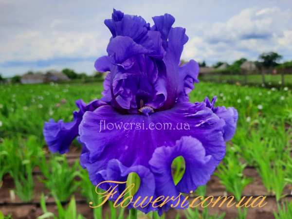 Ірис № 55 (Сіянець Г.Витiвськой)