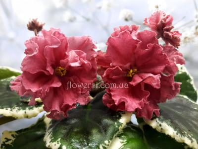  Фіалка ЕК-Огненная Лиса