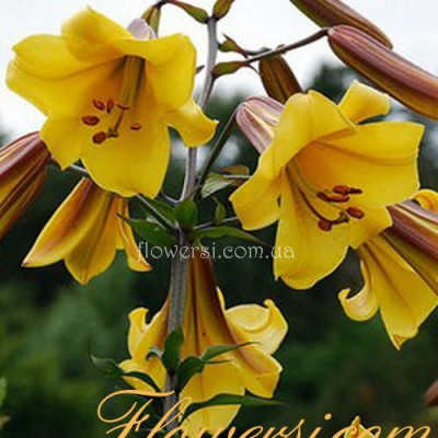 Лілія трубчаста - Голден Сплендор
