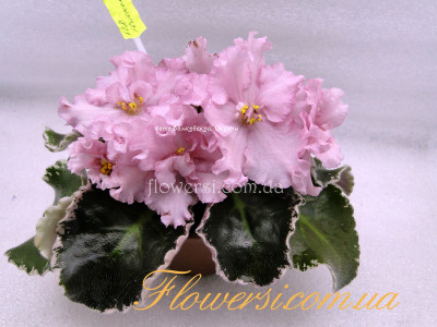 Фиалка НД-Юленька 