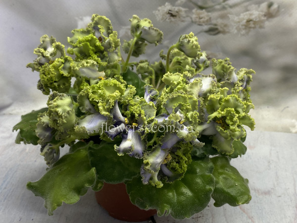 Фиалка АВ-Лягушонок