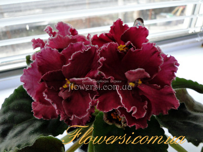 Фиалка ЛЕ-Корсика 