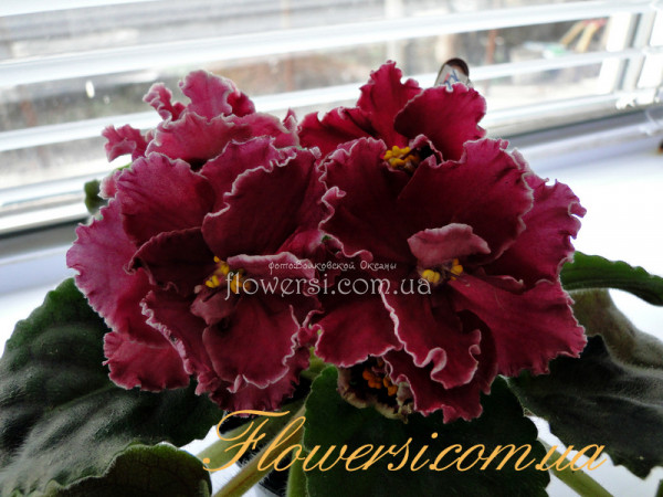 Фиалка ЛЕ-Корсика 