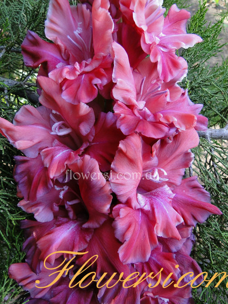 Гладiолус Свешiнiеце (Svešiniece)