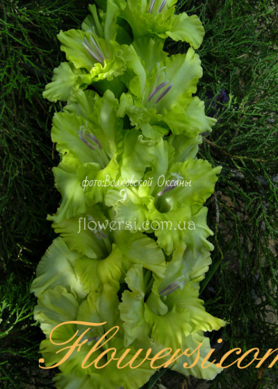 Гладiолус Зелена Фея 