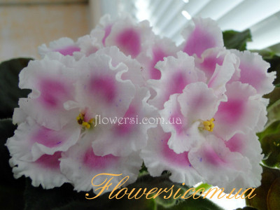 Фиалка Ле-Суламифь