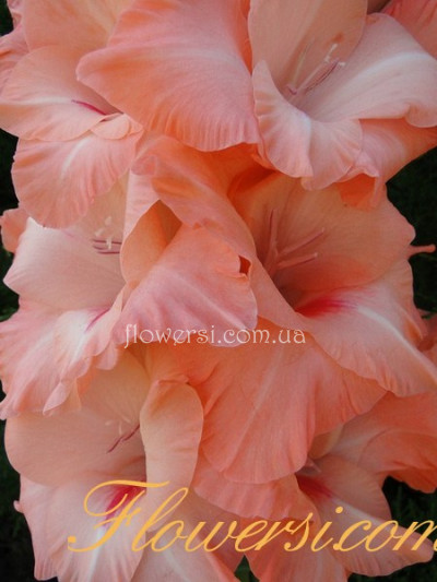 Гладiолус Молдавский Набат 