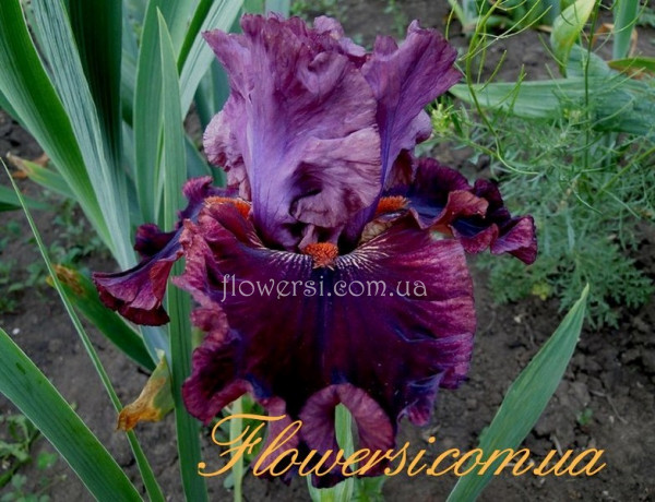 Ирис Суодсмэн (Swordsman)