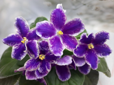 Фиалка НД-Ламбруско