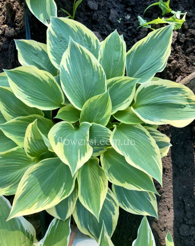 Хоста Crusader (Крусадер)