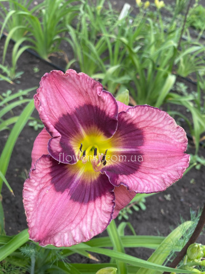 Сеянец  №10 (Сіянець Г.Витiвськой)