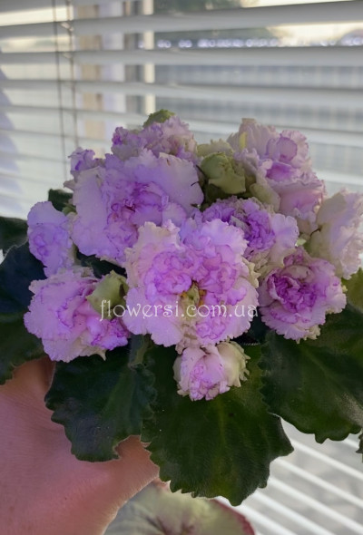 Фіалка АВ-Свадебное Путешествие