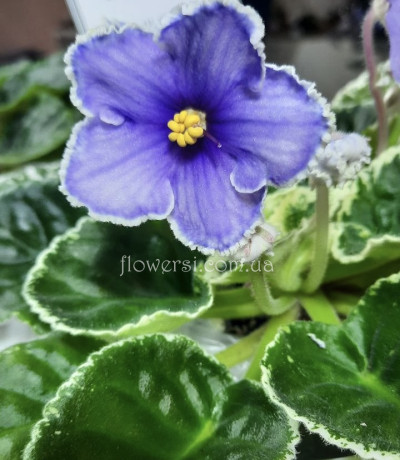 Фіалка НК-Колумб