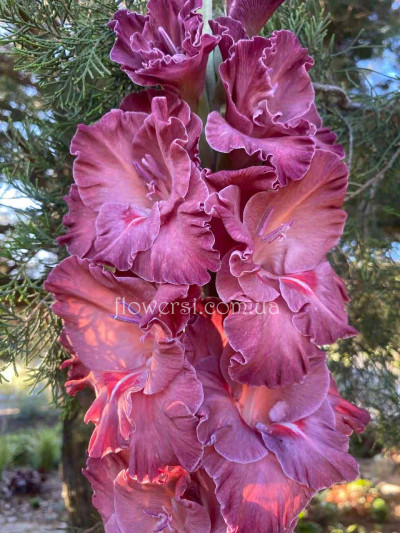  Гладiолус Сiнобон 