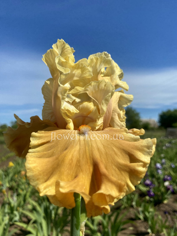 Ірис № 54 (Сіянець Г.Витiвськой)