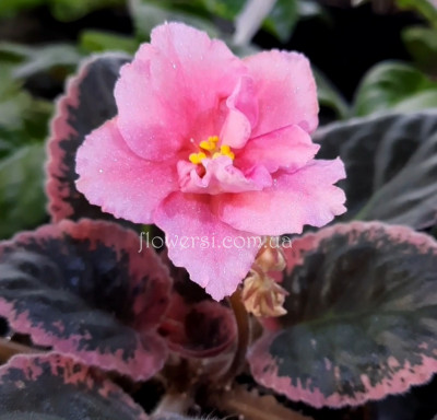 Фиалка Dn-Цвіт Сакури