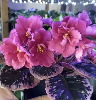 Фиалка Dn-Цвіт Сакури