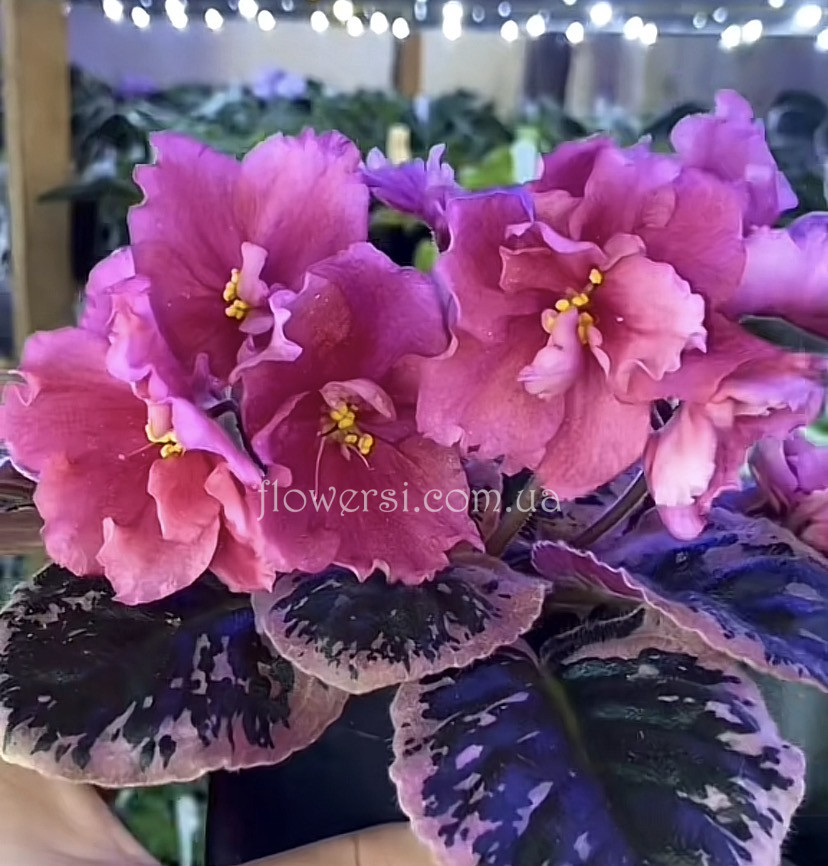 Фиалка Dn-Цвіт Сакури