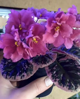 Фиалка Dn-Цвіт Сакури