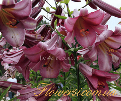  Лілія трубчаста Pink Perfection (Пінк Перфекшн)