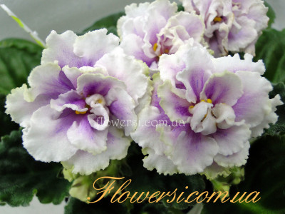 Фиалка ЛФ-Раечка 