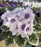 Фиалка ЛЕ-Богдана