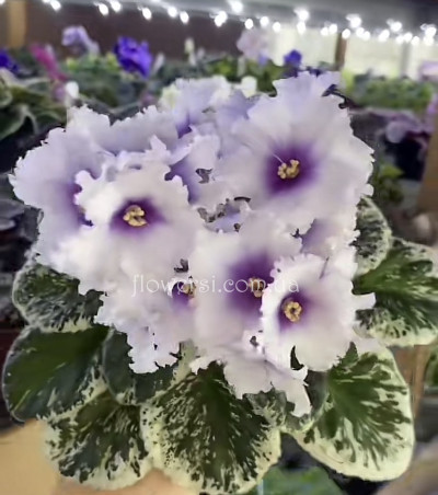 Фиалка ЛЕ-Богдана