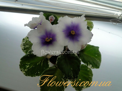 Фиалка ЛЕ-Богдана