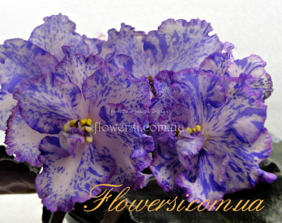  Фиалка ЛЕ-Японский Зонтик 