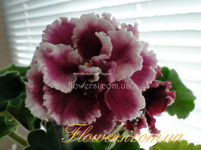 Фиалка ЛЕ-Взбитые Сливки (люкс)