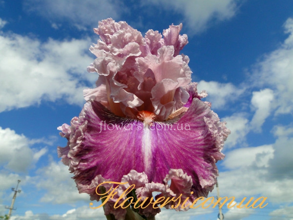 Ирис Джаст Витчери (Just Witchery) 