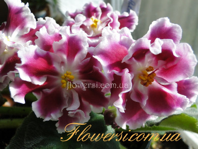 Фиалка Амадеус (К.Морев)