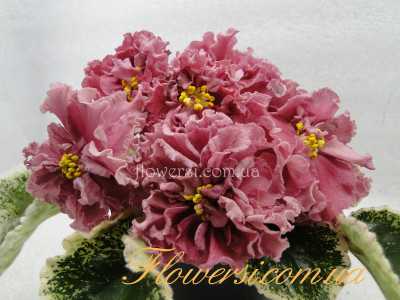 Фиалка Шикарный Мак (сеянец К.Морева)